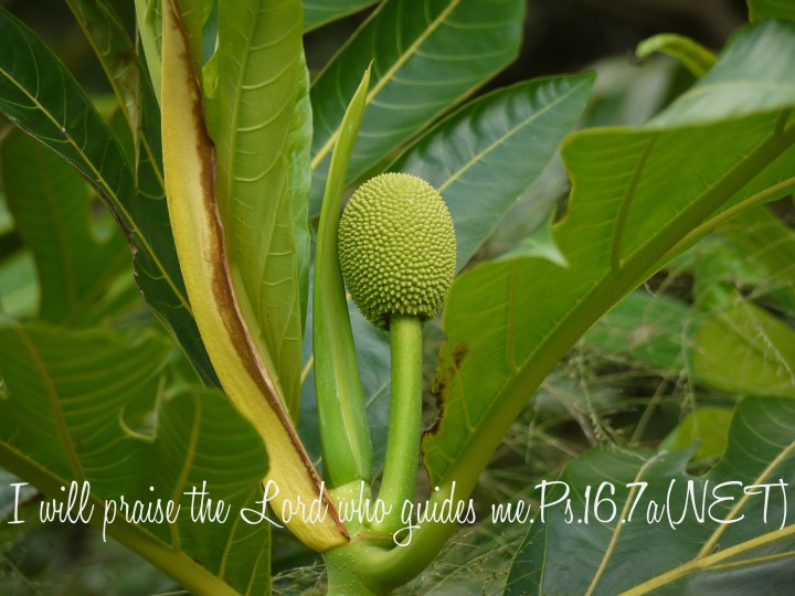 ps.16.7a