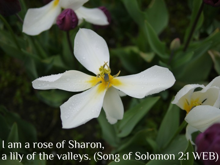 The Lily of the Valley: Sept.&Oct. Photoblog Preview